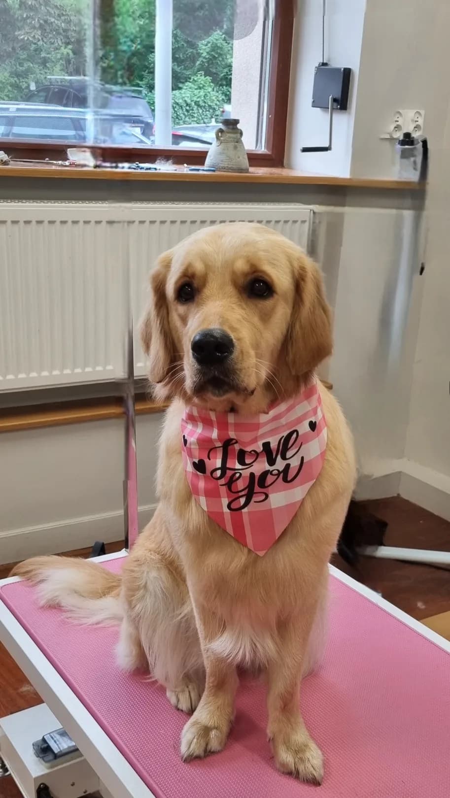 Golden retriever w chuście po kąpieli